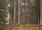 A misty atmospheric pine forest in the Swiss alps.