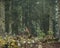 A misty atmospheric pine forest in the Swiss alps.