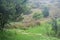 MISTY AURA IN A LANDSCAPE WITH TREES AND GREEN GRASS