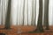 Misty autumn beech forest