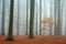 Misty autumn beech forest