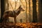 Misty autumn forest wolf silhouette in wildlife scene amidst the foggy wilderness