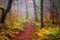 Misty Autumn Morning in the Forest