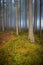 Misty autumn spruce forest with fog and green grass