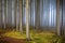 Misty autumn spruce forest with fog and green grass