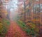 Misty autumn view of autumn forest. Vibrant morning view of the autumn wood.