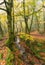 Misty Autumn Woods