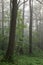 Misty autumnal morning and natural alder forest