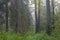 Misty autumnal morning and natural alder forest