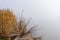 Misty background to dry bulrushes and reeds on edge of lake