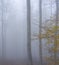 Misty beech forest