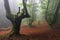Misty beech wood in Orozko (Biscay, Basque Country)
