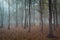 Misty birch tree
