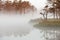 Misty bog landscape in Cena moorland, Latvia