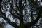 Misty branches of trees in the forest.