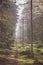 Misty and bright forest path in Lithuania