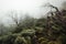 Misty burned laurisilva forest near Pico Ruivo