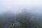Misty bush lands in Sydney suburbs