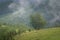 Misty Carpathian mountain landscape with fir forest, the tops of trees sticking out of the fog