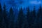 Misty carpathian spruce forest at night