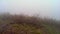 Misty Cloud in Mounstainside Forest