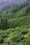 misty and cloudy hilly landscape, lush green tea plantation of darjeeling, on the slopes of himalaya mountains in india