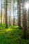 Misty coniferous forest with green undergrowth and sun shining through trees