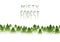 Misty coniferous forest sihouette