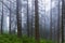 Misty coniferous forest in the Tartar Mountains