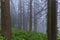 Misty coniferous forest in the Tartar Mountains