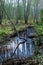 Misty creek in the forest