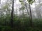 Misty damp forest morning