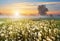 Misty dawn on a beautiful field with dandelions. Summer rural landscape.