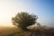 Misty dawn early morning nature grassland landscape