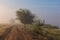 Misty dawn early morning nature grassland landscape