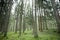 A misty day inside an Italian mountain coniferous forest