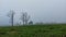 Misty day. Tree silhouettes. Non-urban scene.
