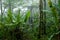 Misty, Dense, Lush Tropical Rain Forest in Costa Rica