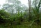 Misty, Dense, Lush Tropical Rain Forest in Costa Rica