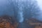 Misty dirt road. Fog in autumn. Silhouettes of tree