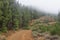 Misty dirt road. Silhouette of trees. Foggy autumn forest