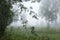 A misty early morning in a wooded meadow