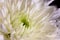 Misty Elegance: Macro Shot of White Chinese Aster with Dew Drops