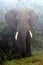 Misty Elephant