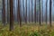 Misty endless forest in autumn season