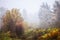 Misty fog forest in Belarus, golden autumn folliage