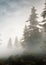 misty foggy fantasy spooky forest clearing. white smoke bright gray snowing background in the woods. Christmas pine trees