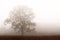 Misty and foggy field in Wisconsin