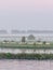 misty foggy sunrise in the Netherlands with cows in the meadow