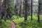 Misty forest on Kola peninsula